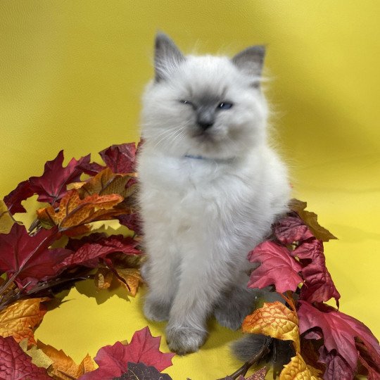 chaton Ragdoll blue point Uston Les Ragdolls de la Croisette