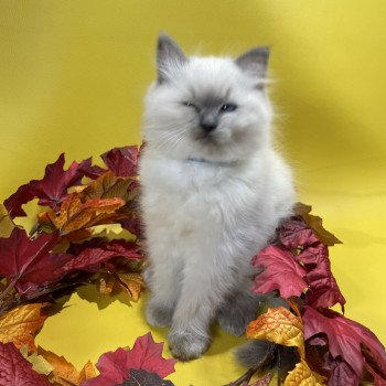 chaton Ragdoll blue point Uston Les Ragdolls de la Croisette chaton Ragdoll blue point Uston Les Ragdolls de la Croisette
