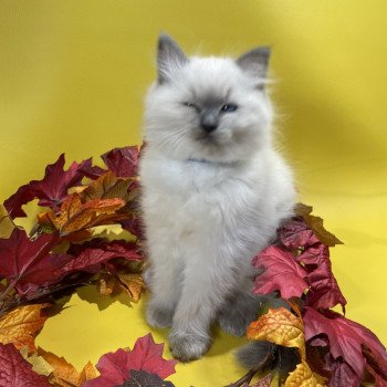 chaton Ragdoll blue point Uston Les Ragdolls de la Croisette