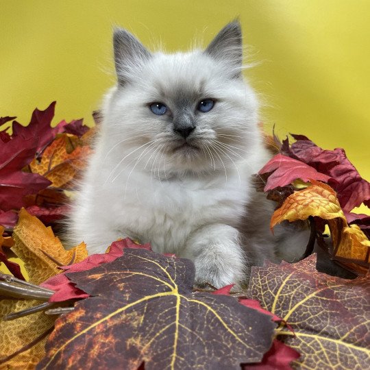 chaton Ragdoll blue point Uston Les Ragdolls de la Croisette