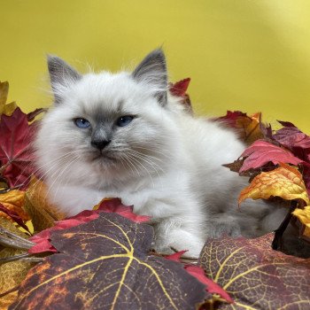 chaton Ragdoll blue point Uston Les Ragdolls de la Croisette