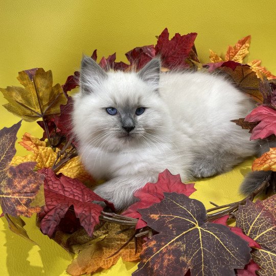 chaton Ragdoll blue point Uston Les Ragdolls de la Croisette