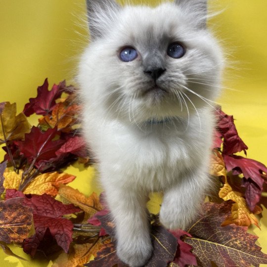 chaton Ragdoll blue point Uston Les Ragdolls de la Croisette