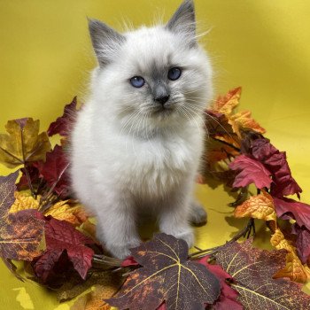 chaton Ragdoll blue point Uston Les Ragdolls de la Croisette chaton Ragdoll blue point Uston Les Ragdolls de la Croisette