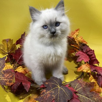 chaton Ragdoll blue point Uston Les Ragdolls de la Croisette