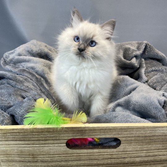 chaton Ragdoll blue point Uston Les Ragdolls de la Croisette