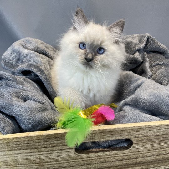 chaton Ragdoll blue point Uston Les Ragdolls de la Croisette