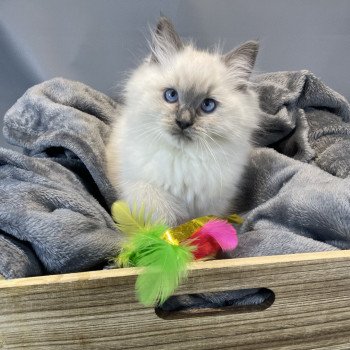 chaton Ragdoll blue point Uston Les Ragdolls de la Croisette