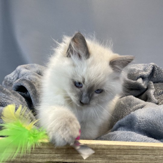 chaton Ragdoll blue point Uston Les Ragdolls de la Croisette