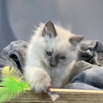 chaton Ragdoll blue point Uston Les Ragdolls de la Croisette chaton Ragdoll blue point Uston Les Ragdolls de la Croisette