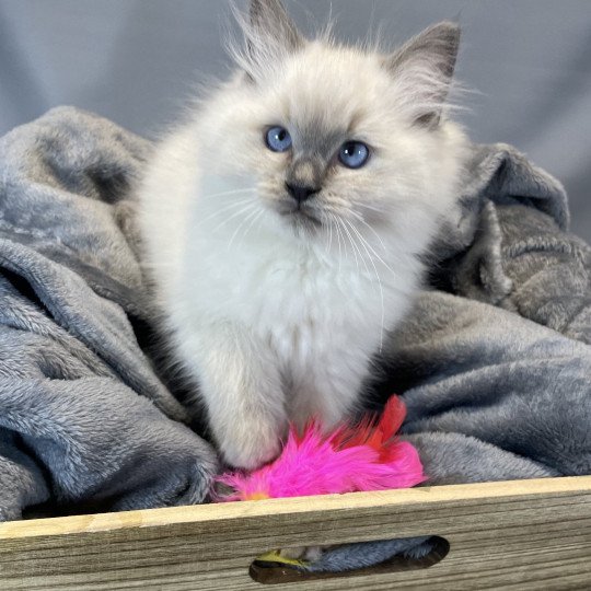 chaton Ragdoll blue point Uston Les Ragdolls de la Croisette