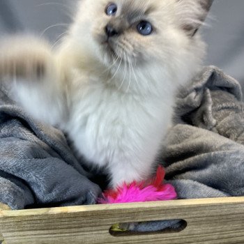 chaton Ragdoll blue point Uston Les Ragdolls de la Croisette