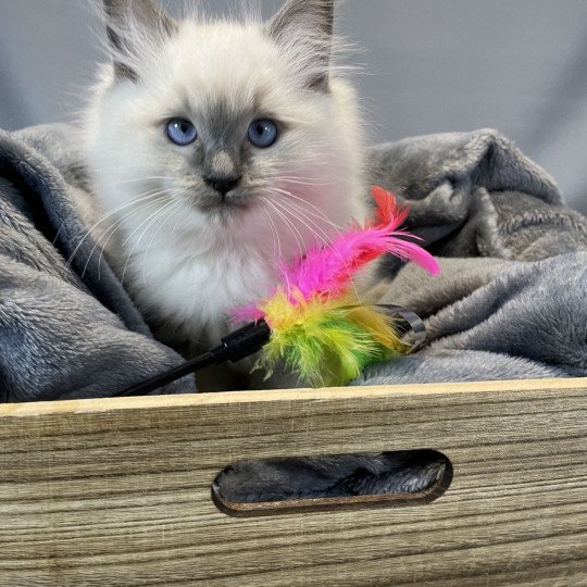 chaton Ragdoll blue point Uston Les Ragdolls de la Croisette