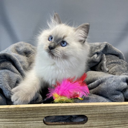 chaton Ragdoll blue point Uston Les Ragdolls de la Croisette