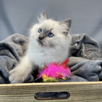 chaton Ragdoll blue point Uston Les Ragdolls de la Croisette chaton Ragdoll blue point Uston Les Ragdolls de la Croisette