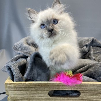 chaton Ragdoll blue point Uston Les Ragdolls de la Croisette chaton Ragdoll blue point Uston Les Ragdolls de la Croisette