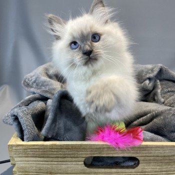 chaton Ragdoll blue point Uston Les Ragdolls de la Croisette