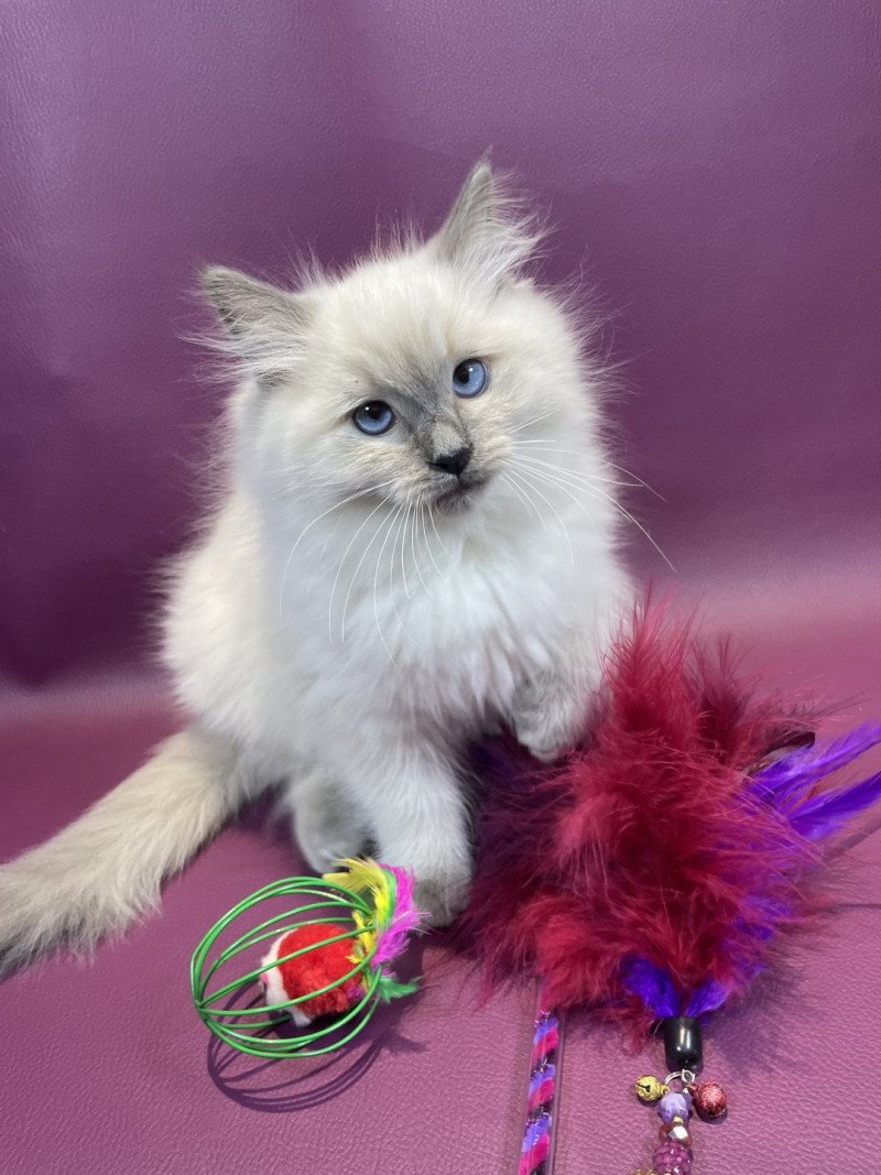 Uston De La Croisette Mâle Ragdoll