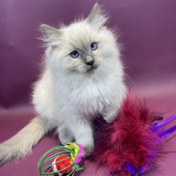 chaton Ragdoll blue point Uston Les Ragdolls de la Croisette