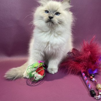 chaton Ragdoll blue point Uston Les Ragdolls de la Croisette