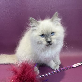 chaton Ragdoll blue point Uston Les Ragdolls de la Croisette