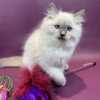 chaton Ragdoll blue point Uston Les Ragdolls de la Croisette