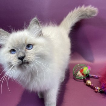 chaton Ragdoll blue point Uston Les Ragdolls de la Croisette