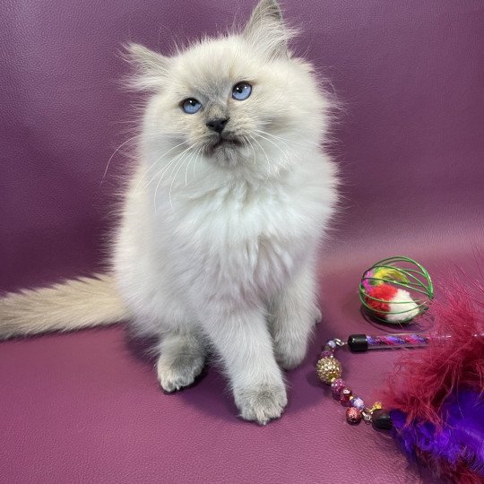 chaton Ragdoll blue point Uston Les Ragdolls de la Croisette