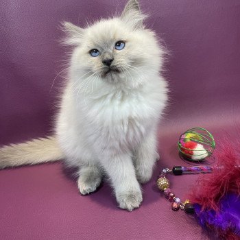 chaton Ragdoll blue point Uston Les Ragdolls de la Croisette