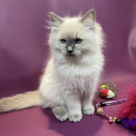 chaton Ragdoll blue point Uston Les Ragdolls de la Croisette