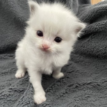 chaton Ragdoll violet Les Ragdolls de la Croisette chaton Ragdoll violet Les Ragdolls de la Croisette