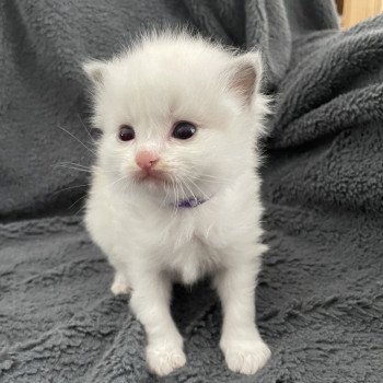 chaton Ragdoll violet Les Ragdolls de la Croisette chaton Ragdoll violet Les Ragdolls de la Croisette