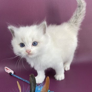 chaton Ragdoll violet Les Ragdolls de la Croisette chaton Ragdoll violet Les Ragdolls de la Croisette