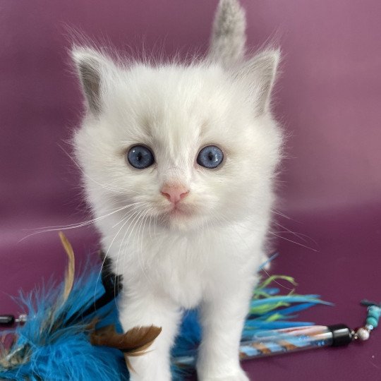 chaton Ragdoll violet Les Ragdolls de la Croisette