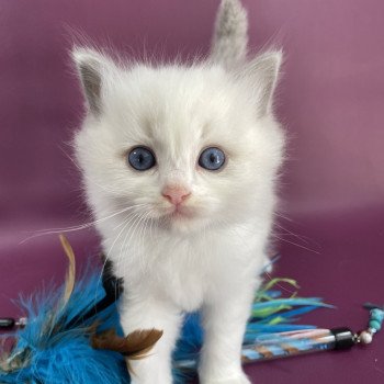chaton Ragdoll violet Les Ragdolls de la Croisette chaton Ragdoll violet Les Ragdolls de la Croisette