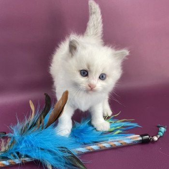 chaton Ragdoll violet Les Ragdolls de la Croisette chaton Ragdoll violet Les Ragdolls de la Croisette