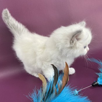 chaton Ragdoll violet Les Ragdolls de la Croisette chaton Ragdoll violet Les Ragdolls de la Croisette