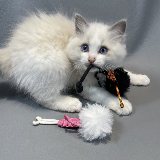 chaton Ragdoll blue point bicolor Vegas Les Ragdolls de la Croisette