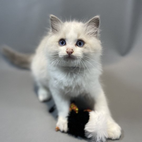chaton Ragdoll blue point bicolor Vegas Les Ragdolls de la Croisette