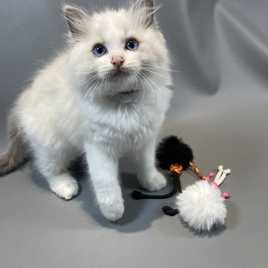 chaton Ragdoll blue point bicolor Vegas Les Ragdolls de la Croisette