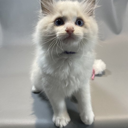 chaton Ragdoll blue point bicolor Vegas Les Ragdolls de la Croisette