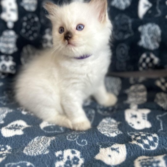 chaton Ragdoll violet Les Ragdolls de la Croisette