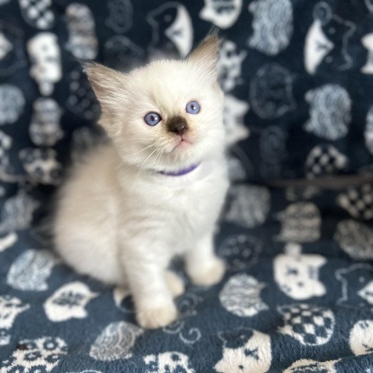 chaton Ragdoll violet Les Ragdolls de la Croisette