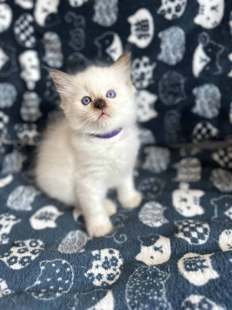 Zia De La Croisette Femelle Ragdoll