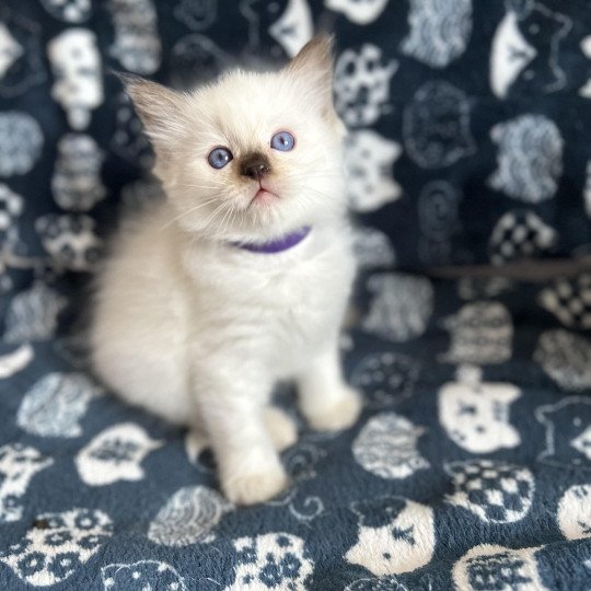 chaton Ragdoll violet Les Ragdolls de la Croisette