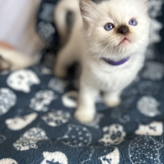 chaton Ragdoll violet Les Ragdolls de la Croisette