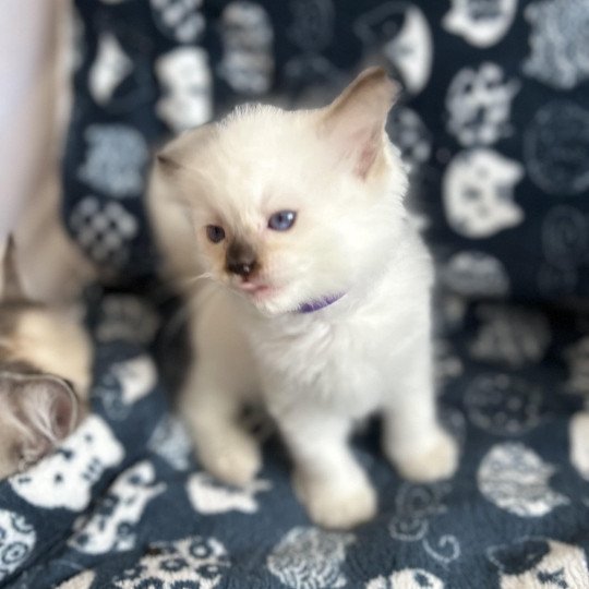 chaton Ragdoll violet Les Ragdolls de la Croisette