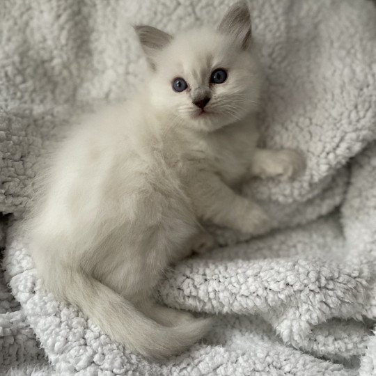 chaton Ragdoll violet Les Ragdolls de la Croisette