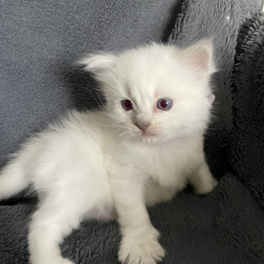 chaton Ragdoll violet Les Ragdolls de la Croisette