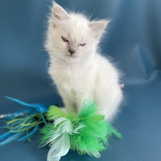 chaton Ragdoll violet Les Ragdolls de la Croisette